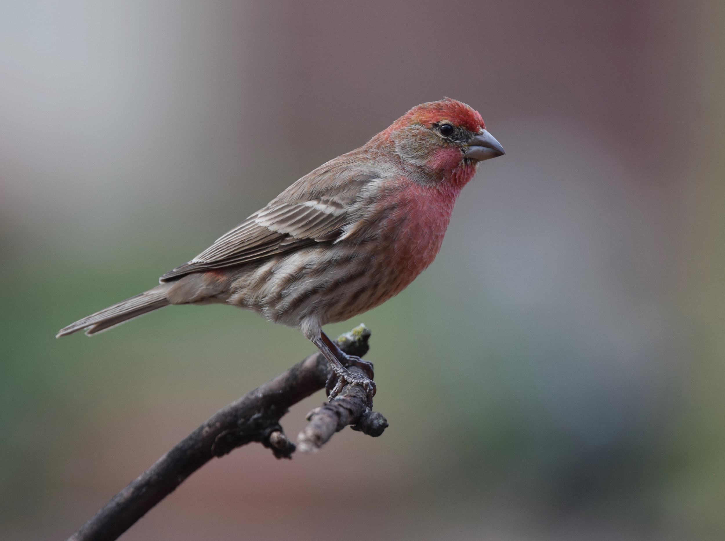 YiYLunneo Mangeoire à oiseaux pour fenêtre à 180 ° - Regardez les oiseaux  sauvages de la maison - Recharge facile - Durable et sûre - Expérience de