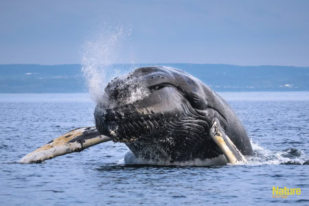 Catégorie Fleuve Saint-Laurent 2024 - 1er prix - Laurent Silvani - Baleine à bosse