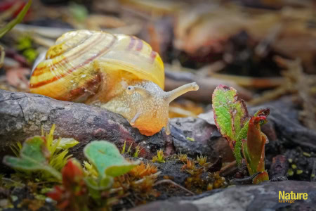 Mentions d'honneur 2024 - André Mathieu - Escargot des jardins