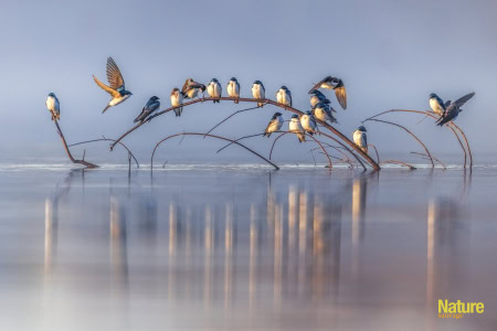 Catégorie Oiseaux 2024 - 1er prix - Jean-Simon Bégin - Hirondelles bicolores