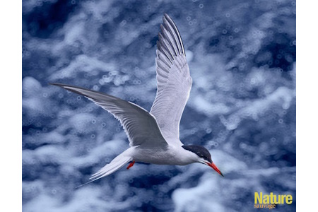 Catégorie Oiseaux aquatiques 2024 - 1er prix - Dominique St-Pierre - Sterne pierregarin